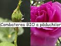 Extractul BIO impotriva paduchilor de pe plante (afide) #ingrijireaflorilor