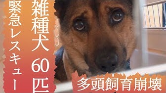 保護犬 Youtube