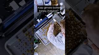 Carp fishing boilies making (on site production)
