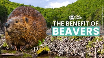 One Earth | The Benefits of Beavers