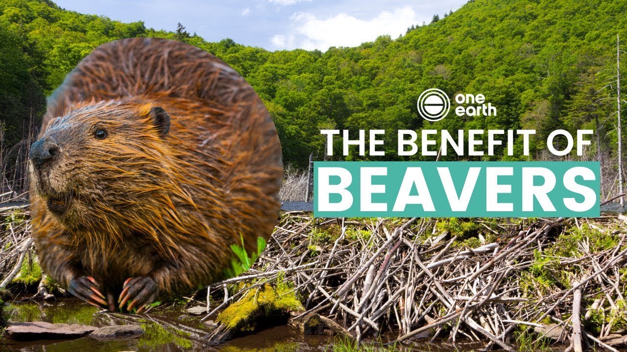 One Earth The Benefits of Beavers YouTube