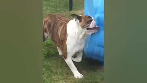 Bulldog thinks his pool is a giant water bottle tr...