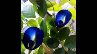 DownloadTomar Binay Gaan Chilo - Swapan Dutta MP3 MP4 Tomar Binay Gaan Chilo - Swapan Dutta
