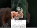 کیا عالم ارواح کے وعدہ کی طرح آخرت میں دنیا کی باتیں بھی بھول جائیں گی ؟ islamicstatus # #islam