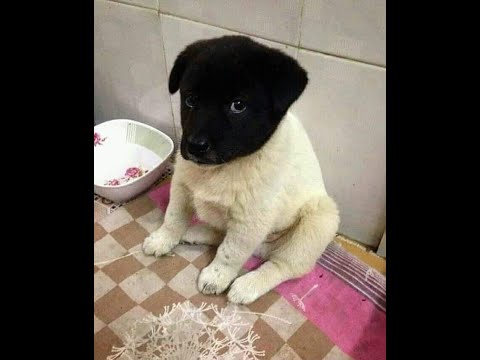วีดีโอ: สัตว์เลี้ยงแสนรักเรียกคืนขนมสุนัขพอง