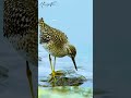 Wood Sandpiper Bird Wood Sandpiper Bird