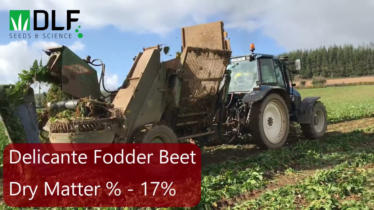 Delicante fodder beet with DLF