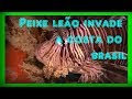 Peixe leao encontrado no brasil - PERIGO - Peixe leão em arraial do cabo