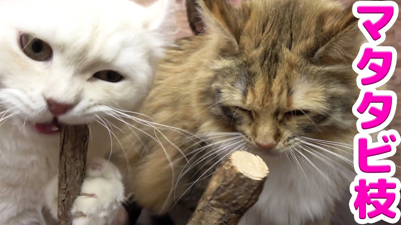 またたび　454570 I Gave My Cat a Silvervine Stick - YouTube