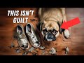 The Biggest Dog Myths, Debunked: 14 Lies You&#39;ve Been Told