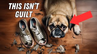 The Biggest Dog Myths, Debunked: 14 Lies You've Been Told by The Smart Canine 304 views 4 months ago 11 minutes, 35 seconds