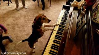 Cute Beagle Surprises Family By Writing A New Song! Aroo!