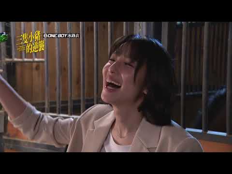 【三隻小豬的逆襲 Piggy's Counterattack】男朋友 預告