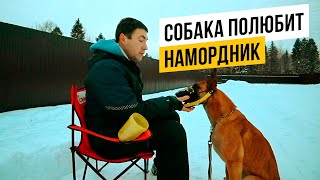 Как безопасно приучить собаку к наморднику за 3 шага!