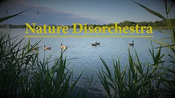 Nature Disorchestra