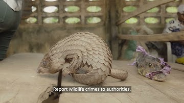 Arojinle Highlights Why Pangolin Conservation is Crucial - World Pangolin Day 2025