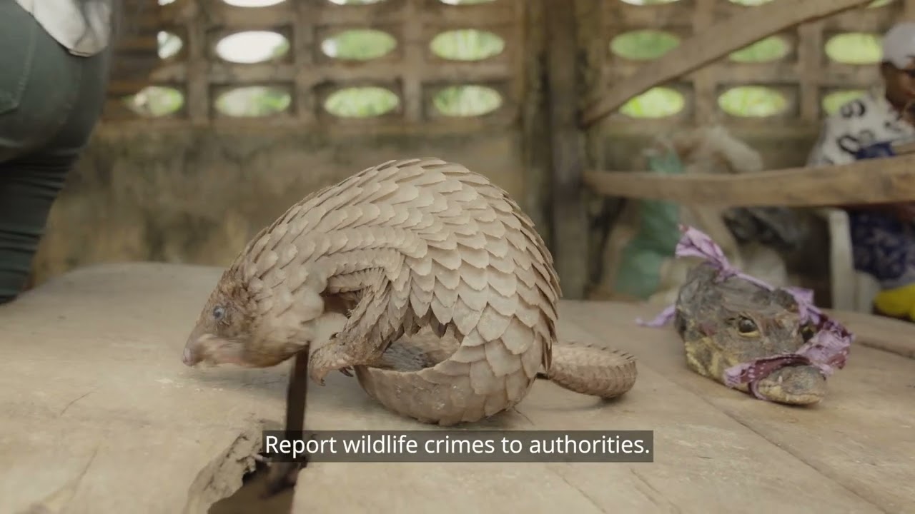 Arojinle Highlights Why Pangolin Conservation is Crucial - World Pangolin Day 2025