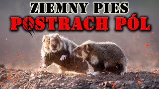 ZIEMNY PIES | Chomik Europejski - Postrach Pól