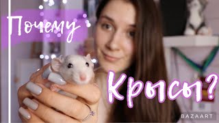 Почему стоит завести крыс ? | плюсы в содержании крыс 🐀