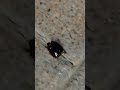 #UNKNOW#INSECT#WITHWINGS😳😊