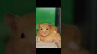 Download Lagu Stan sped up by Eminem￼ MP3