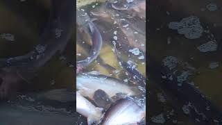 Live Fish #shorts #youtubeshorts #fish #ytshorts