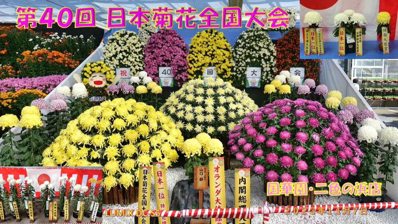 第40回 日本菊花全国大会 国華園・二色の浜店（2023年11月7日