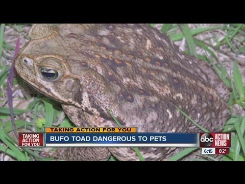 Video: Ini Musim Bufo Toad: Rawat Anjing Anda