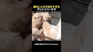 猫のことが大好きすぎる子レトリバーたち