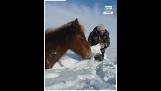 Horse Trapped in snow Rescue #animals #rescue