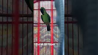 Download Mp3 cucak hijau hyper jamtrok pijantung Gudang lagu Download Mp3 cucak hijau hyper jamtrok pijantung