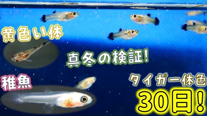生体紹介 No 011ブルーグラスグッピー ふぶきテトラ Youtube 生体紹介 No 011ブルーグラスグッピー ふぶきテトラ Youtube