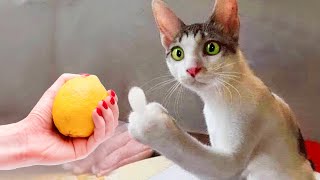Самые смешные животные 🤩 Новые смешные видео с кошками и собаками 😺🐶 Часть 4