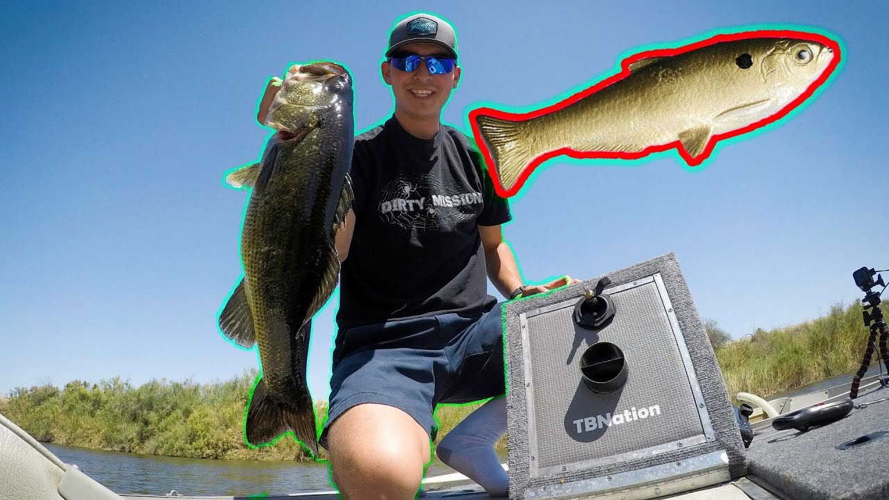 GIANT Swimbaits Catch BIG Bass!! 