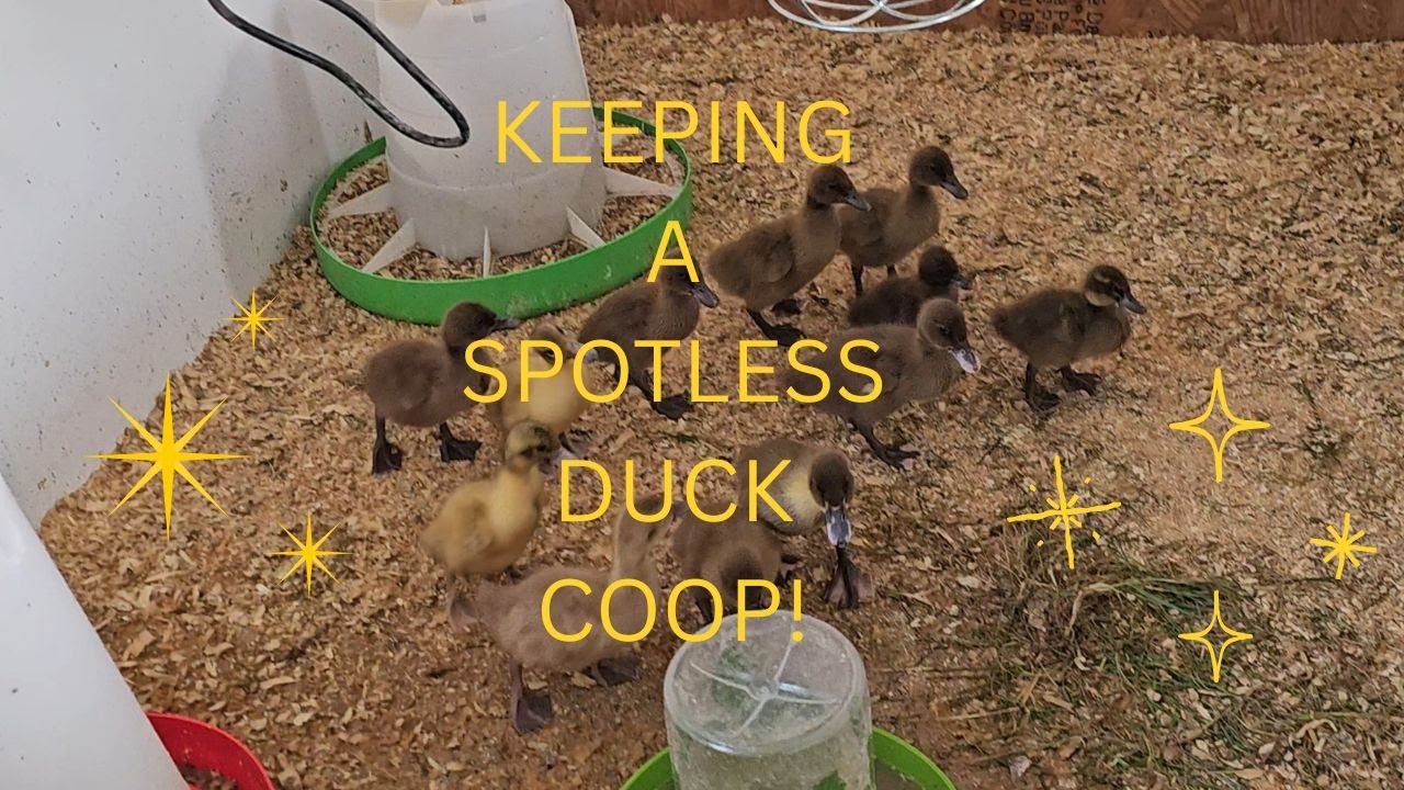 Как содержать утятник в чистоте