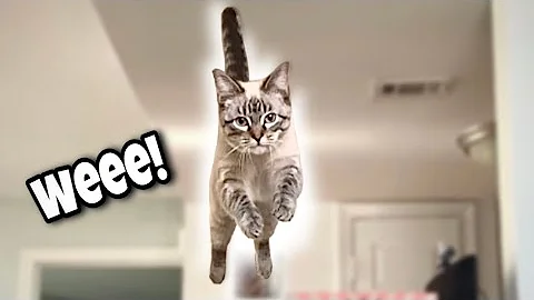 Watch the video about FLYING CATS! Jumping in Slow Motion to the Blue Danube