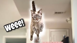 FLYING CATS! Jumping in Slow Motion to the Blue Danube