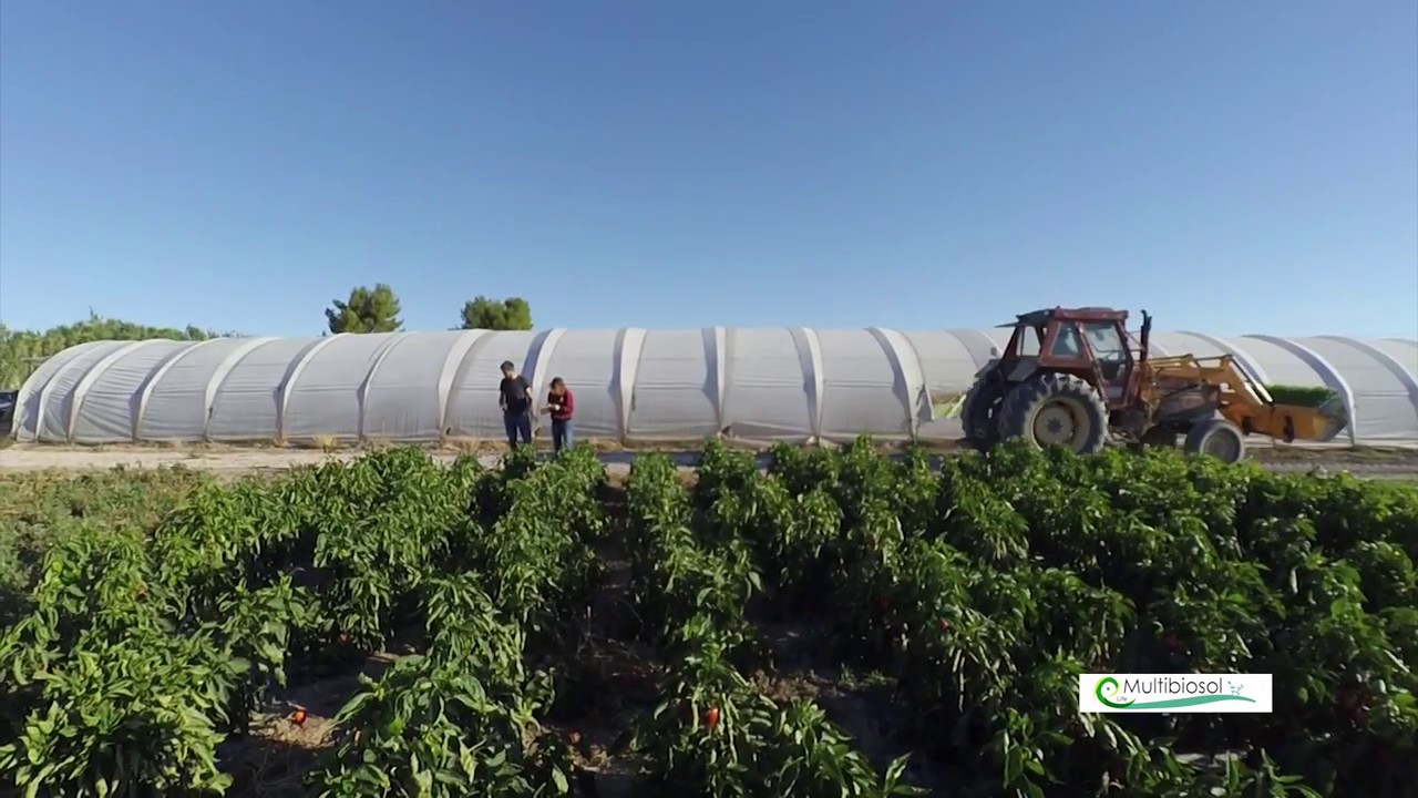Multibiosol: Comprobación del estado de los cultivos sometidos a mulching con bioplásticos camera iphone 8 plus apk