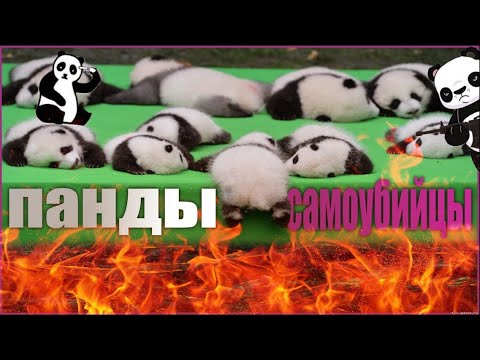 Панды на грани исчезновения.Почему?Падения панд