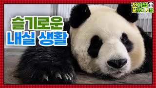 (SUB) Are You More Like Your Dad Or Mom?│ Panda World