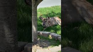 Wonder what’s wrong with this whitetail doe