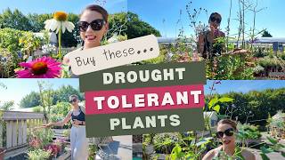 Plants That Love A Hot Dry Summer...