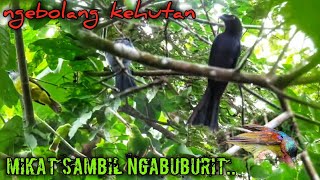 #2Mikat burung d hutan sumatra bersama ajosan chanel..