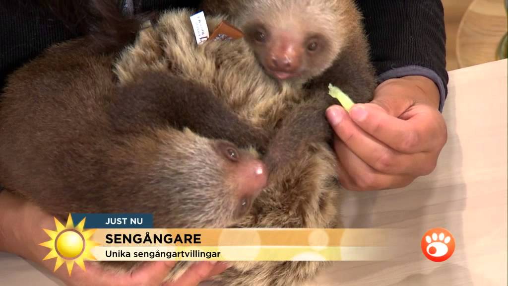 Unika sengångartvillingar på besök - Nyhetsmorgon (TV4)