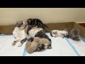 Mother cat and 6 kittens are visited by mother cat and 3 other kittens.