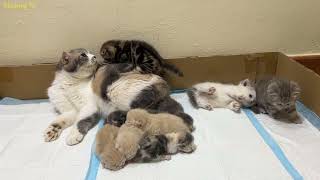 Mother cat and 6 kittens are visited by mother cat and 3 other kittens.