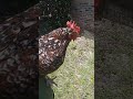 Blueberry picking with Stella #crazycoop #backyardchickens #funnychicken #chicken #chickenlovers