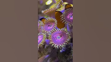 Hồ Cá Thủy Sinh Cá Săn Mồi Cộng Đồng