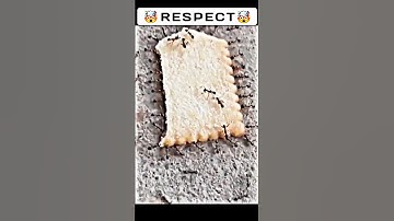 strength in unity |respect 🔥