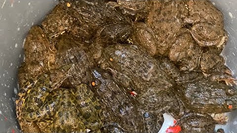 Câu Ếch Đồng Mùa Lũ Thả Mồi Xuống Là Giật